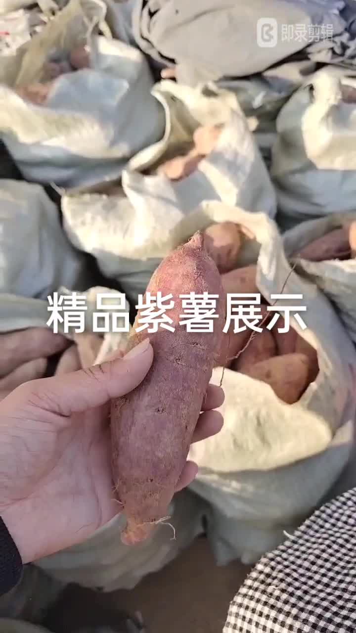 山东临沂紫薯红薯种植户供货，紫罗兰，烟薯25