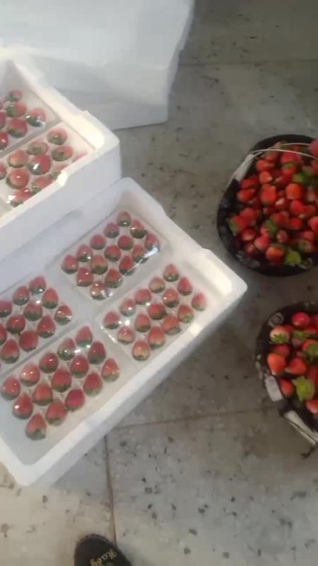 耿集万亩草莓大量下货了