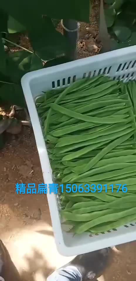 商河扁青芸豆，产地直供一手货源