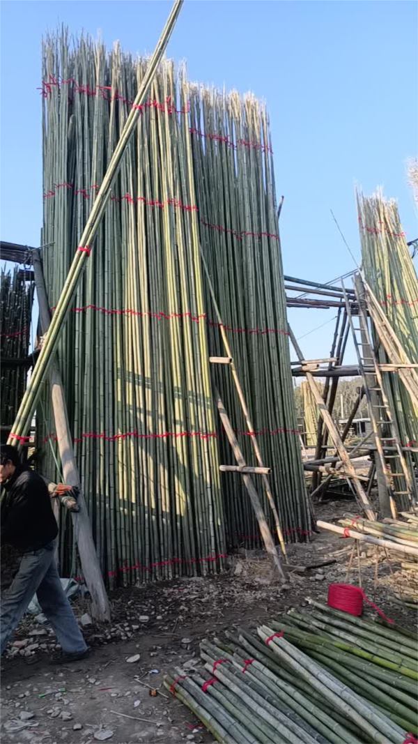 淡竹厂家直销大棚竹竿各种规格竹子规格齐全量大从优