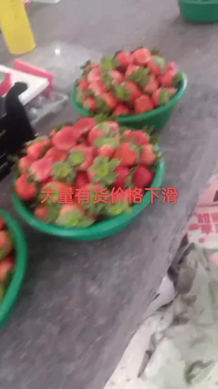 耿集万亩草莓大量上市