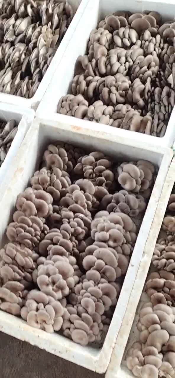 湖南产地精品平菇代办，支持全国发货，质量求生存
