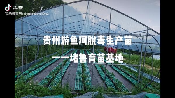 贵州游鱼河草莓高山穴盘脱毒生产苗
