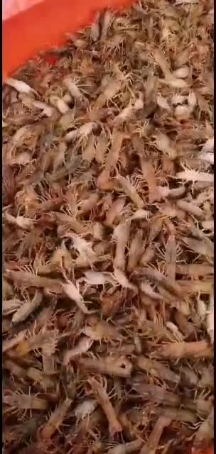 优质小龙虾：龙虾苗，商品虾