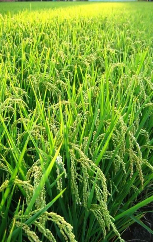 涿州贡米 大米 稻谷 鲜米机自助碾米机