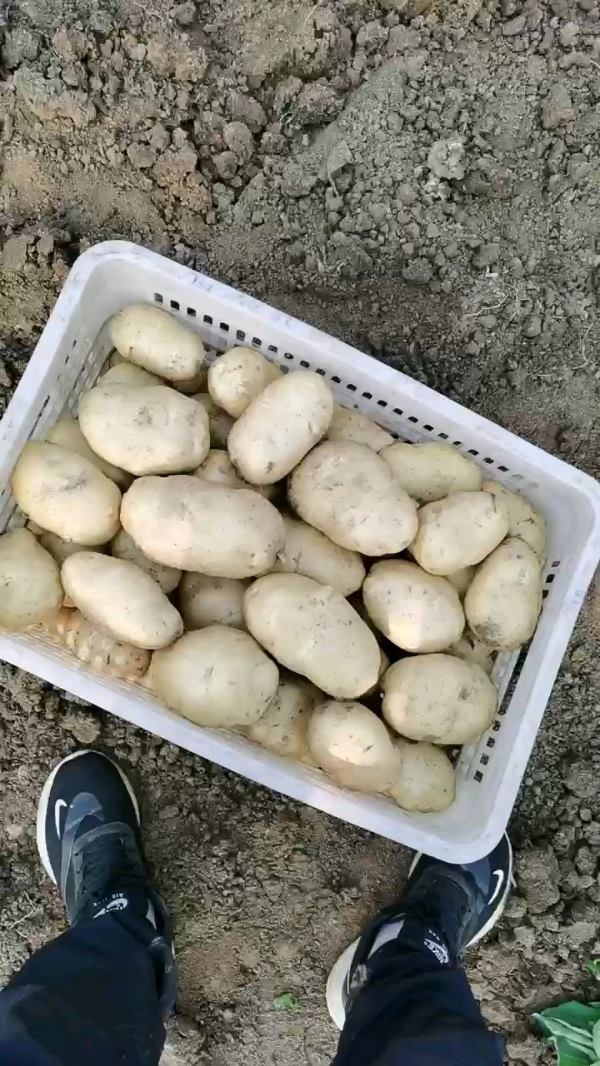 山东潍坊荷兰十五土豆开始大量供应