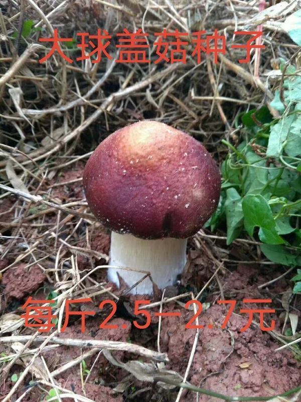 供赤松茸大球盖菇草菇红菇红蘑菇菌种食用菌大田种植