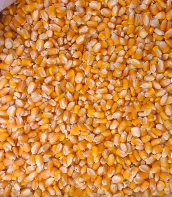 新疆伊犁干玉米