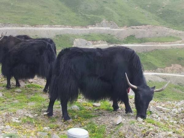 青藏高原牦牛肉