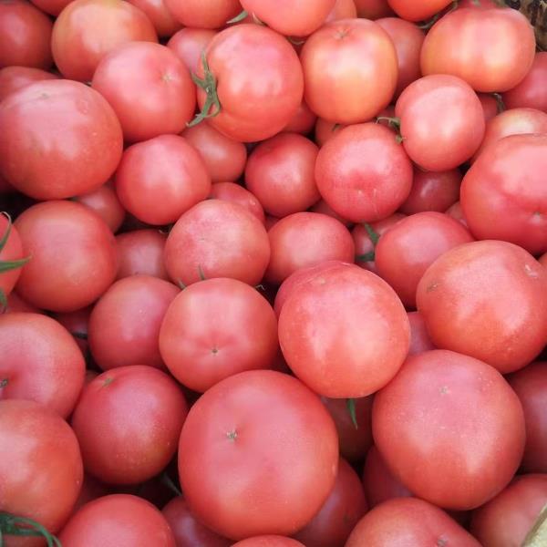 山东费县西红柿，暖棚硬粉，量大质优