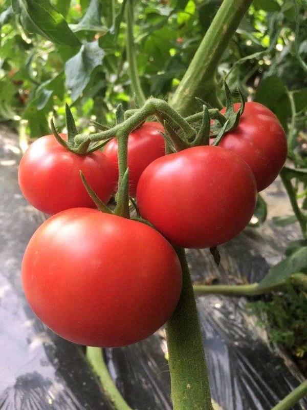 河北张家口万亩大棚种植西红柿上市 口感佳 耐储存