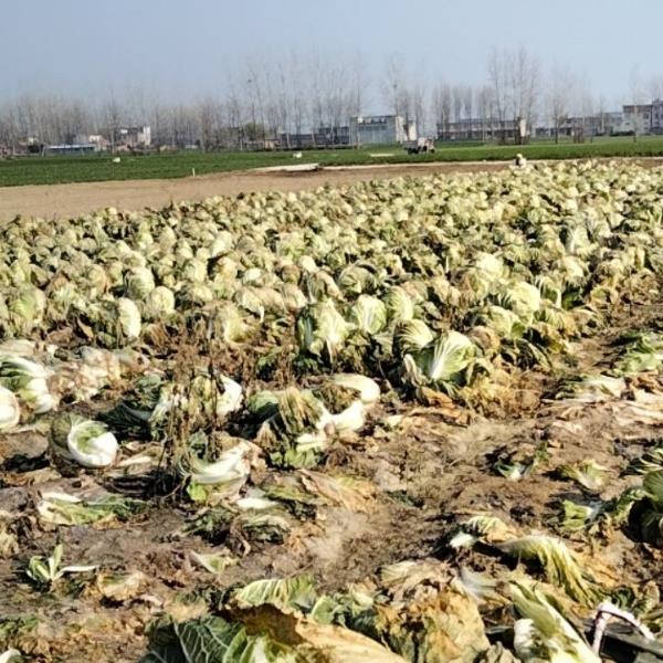 安徽省宿州市 出售10吨义和秋大白菜