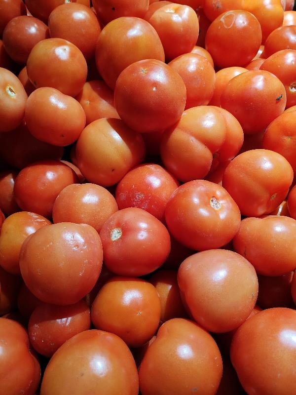 晋中西红柿