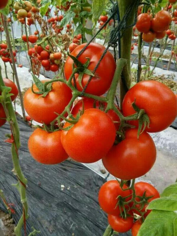 山东蔬菜产地直销大量西红柿上市硬粉，大红量大价优