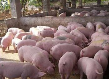 猪，活猪大量出售，养殖可谈，各种规格都有现货