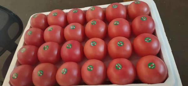 高品质优质精品硬粉西红柿各大生鲜商超档口专供，放心品质！