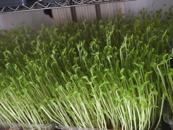 绿色芽苗菜水培豌豆苗无任何添加剂长期合作价格稳定