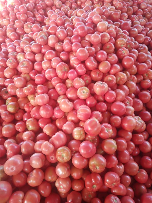 齐达利西红柿 通货 硬粉 弧三以上适应各种大小市场，超市