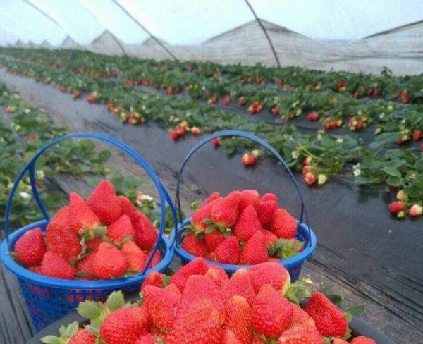 红颜草莓！巧克力草莓！精品草莓