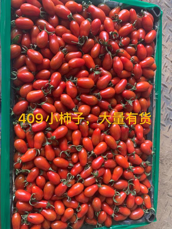 优质精品产地直销409小柿子大量有货供应