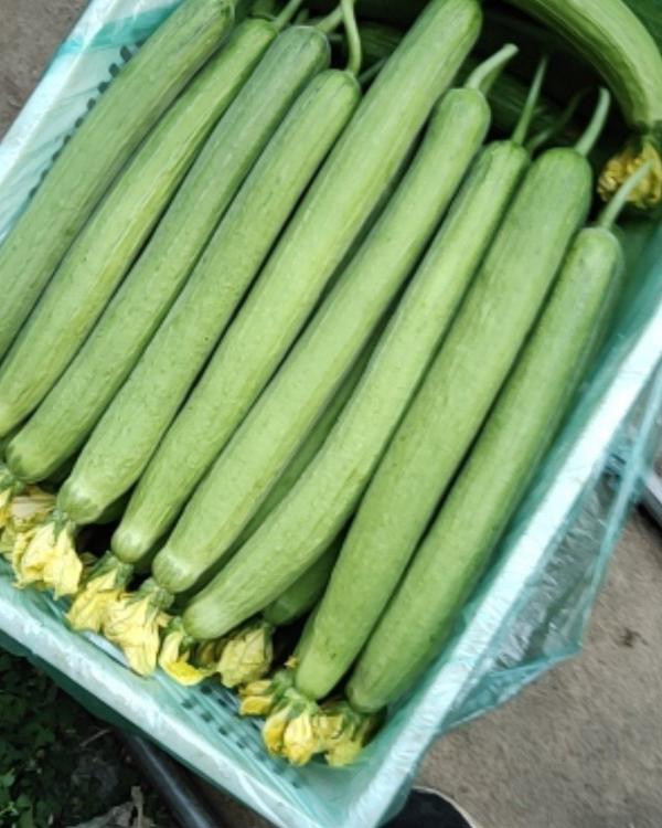 鲜花丝瓜 30厘米以上  精品  通货   量大
