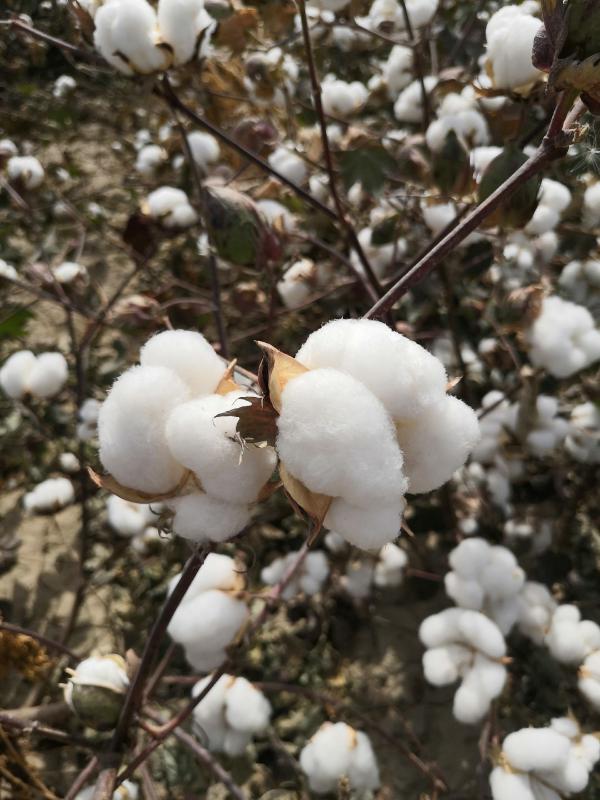 新疆库尔勒长绒棉花，来自新疆给你的冬日温暖！50斤包邮！