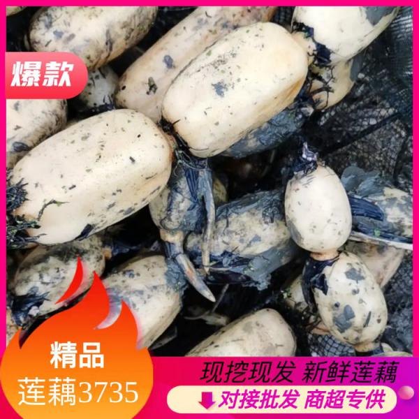 【精品】莲藕3735大量出售，花旗莲莲藕，产地一手货源