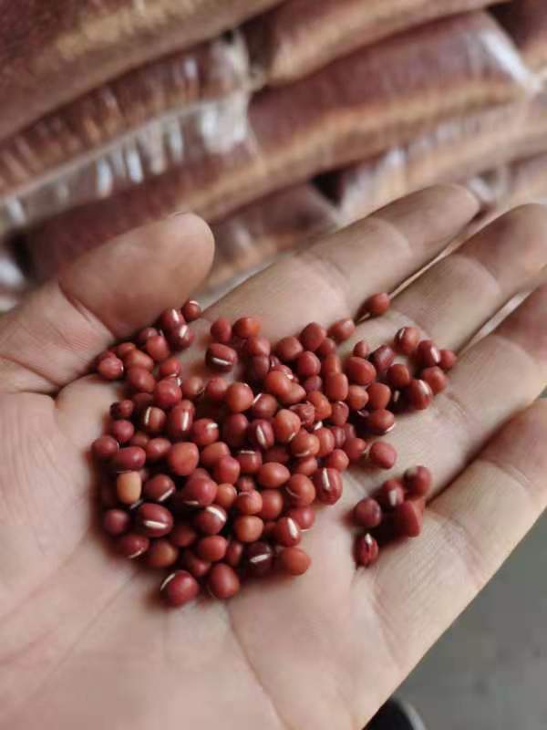 东北红豆用于食品加工，低温烘焙