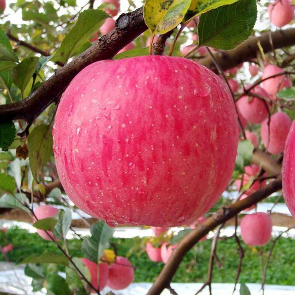 陕西洛川红富士苹果75直径净果五斤装16颗一件代发