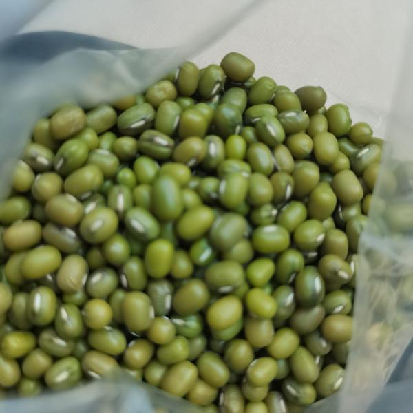 芽豆  明粒绿豆中粒 国产东北明粒绿豆  发芽率高