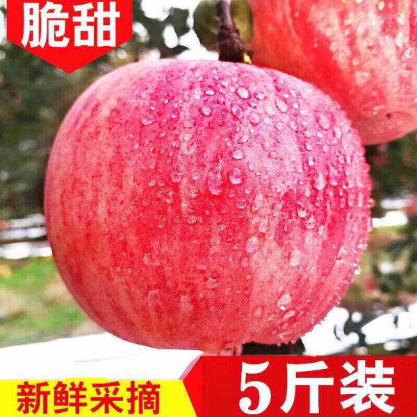 洛川精品红富士苹果原产地直发脆甜爽口，口感清脆，全国包邮