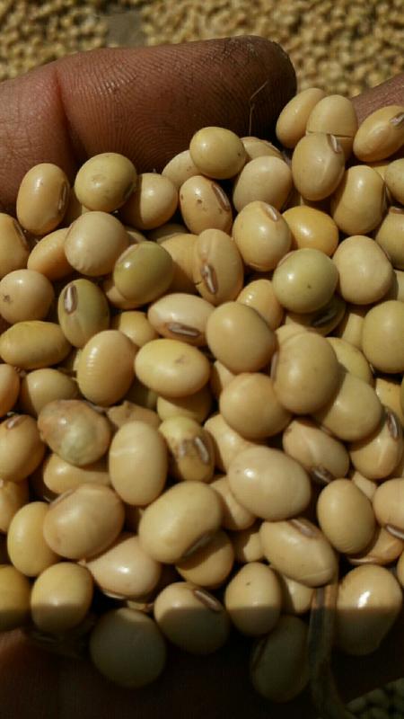 本地优质大豆(2021年新货)，非转基因，高蛋白40以上