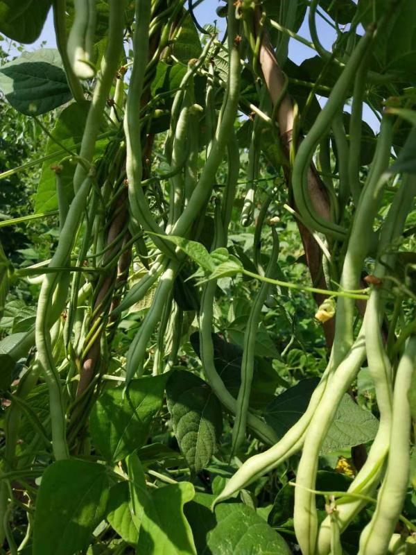 无筋架豆王种子 产量高 质量保障基地直发量大从优