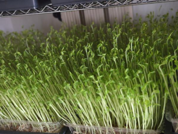 绿色芽苗菜水培豌豆苗无任何添加剂长期合作价格稳定