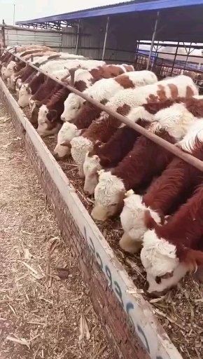 云南西门塔尔牛犊 自养自卖 全国可发 可视频看货