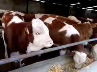 菜价，西门塔尔小牛犊，基地直发，长期供应，可视屏看货