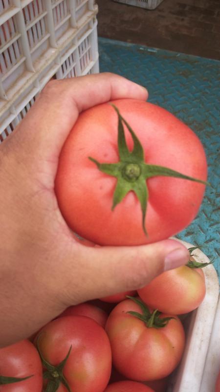 西红柿、西红柿主产区，量大质量优价格便宜！
