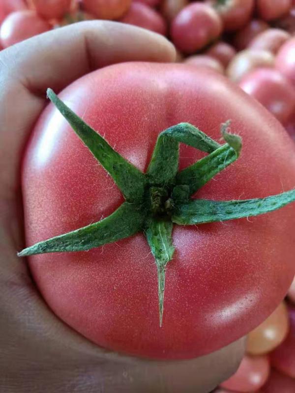 西红柿，西红柿主产区一手货源，量大质量优价格便宜！