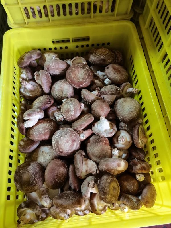 甘肃省兰州市鲜香菇大量上市基地直发一手货源