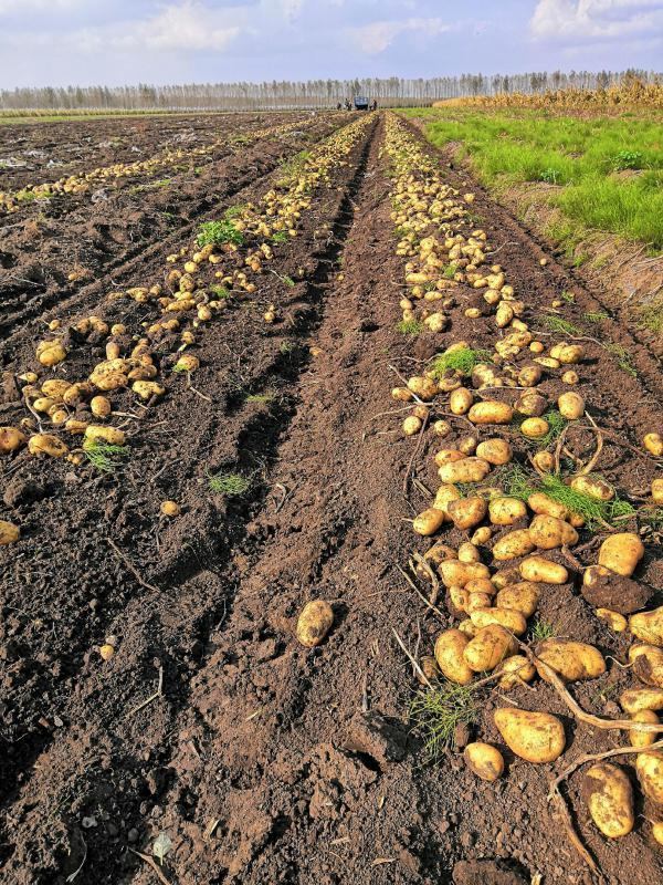 荷兰十五土豆种薯热卖中质量好产量高抗病发往全国各地