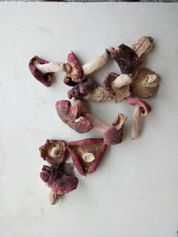 野生红菇 新货红香菌 野生蘑菇食用菌批发