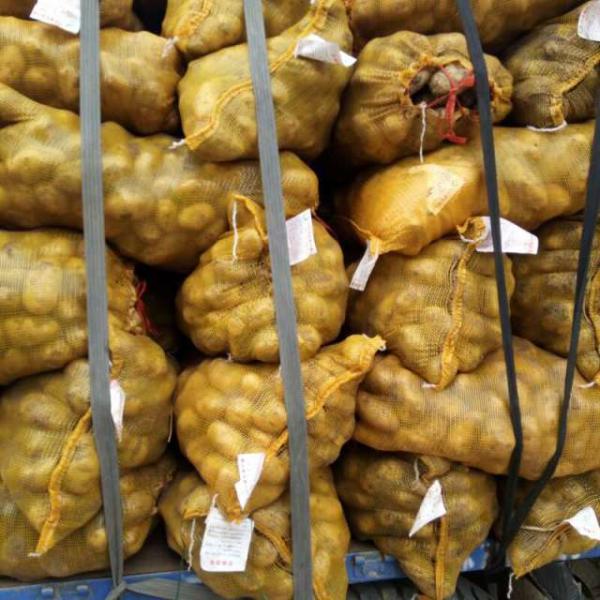 荷兰十五脱毒土豆种子，高产，免费提供种植技术