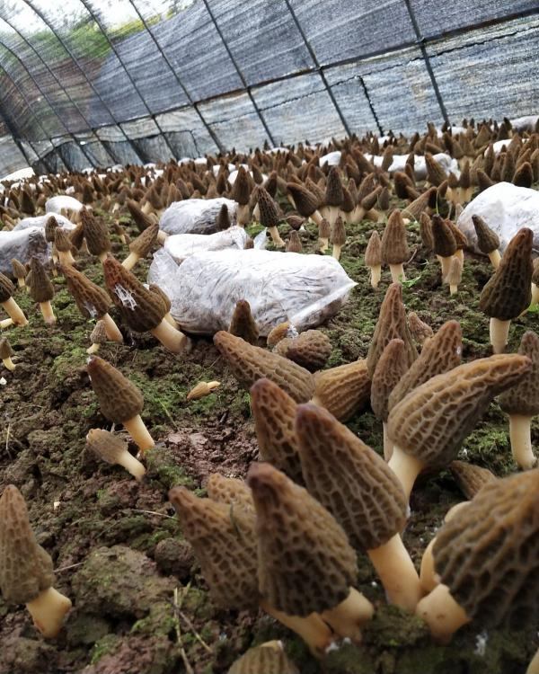 羊肚菌栽培种 免费技术指导，培养出高产菌种。