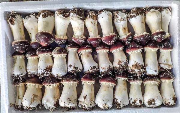 江西省新鲜优质赤松茸大球盖菇出售赤松茸详情