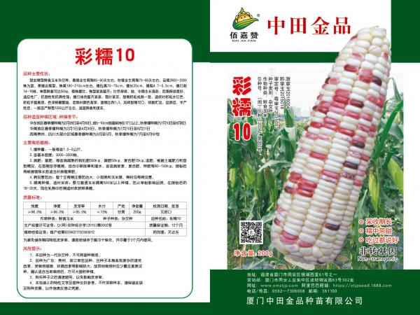 彩糯10玉米种子 厦门中田金品种苗