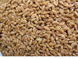 2021新   14%以里   普通小麦