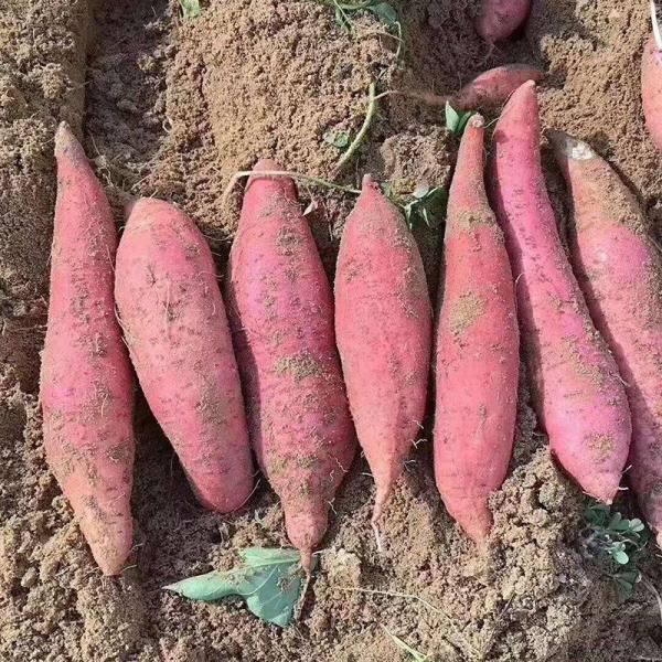红薯大量上市:商薯19、西瓜红、龙九、大开花、大量批发！