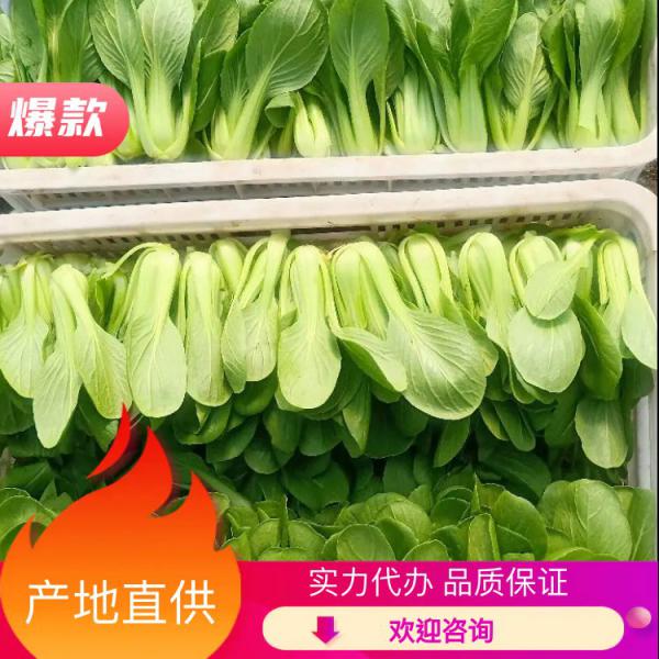 【江苏南通小油菜】自有蔬菜基地种植代办都做 诚信经营