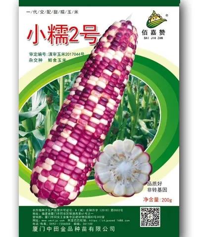 小糯2号玉米种子 甜糯玉米200g 厦门中田金品