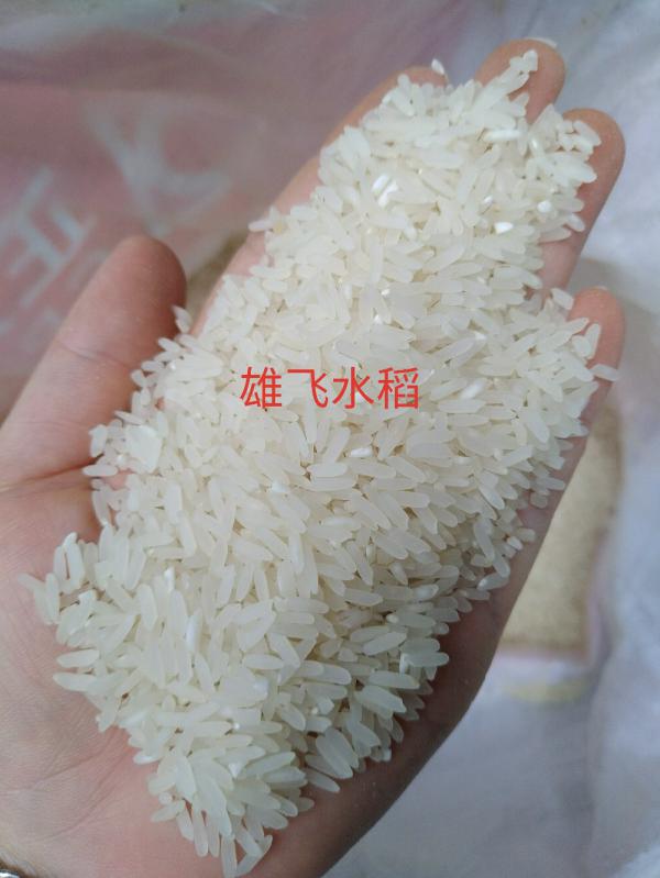 稻谷黄华占水稻 黄花粘稻谷软粘带油性米质